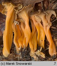 Cantharellus aurora (pieprznik żyłkowany)