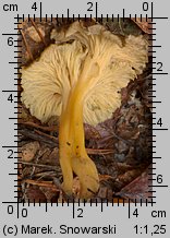 Cantharellus aurora (pieprznik żyłkowany)