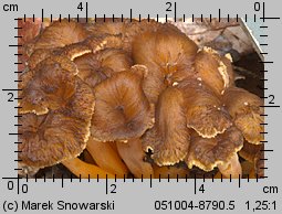 Cantharellus aurora (pieprznik żyłkowany)