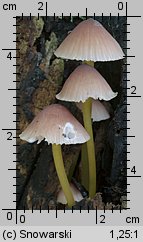 Mycena renati (grzybówka złototrzonowa)