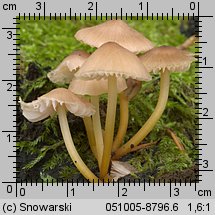 Mycena renati (grzybówka złototrzonowa)