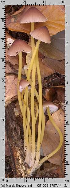 Mycena renati (grzybówka złototrzonowa)