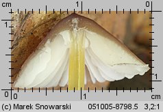 Mycena renati (grzybówka złototrzonowa)