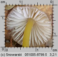 Mycena renati (grzybówka złototrzonowa)