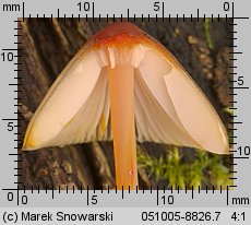 Mycena crocata (grzybówka szafranowa)