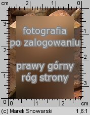 Mycena crocata (grzybówka szafranowa)