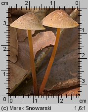 Mycena crocata (grzybówka szafranowa)