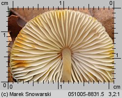 Mycena crocata (grzybówka szafranowa)