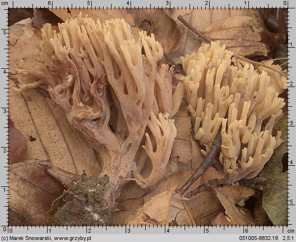 Ramaria stricta (koralówka sztywna)