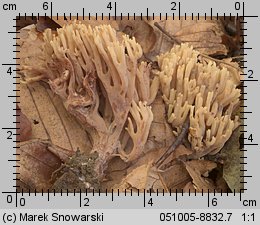 Ramaria stricta (koralówka sztywna)