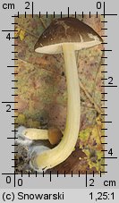 Pluteus romellii (drobnołuszczak żółtonogi)