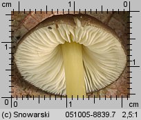 Pluteus romellii (drobnołuszczak żółtonogi)