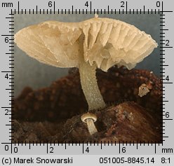 Simocybe haustellaris (ciemnoboczniak gałązkowy)