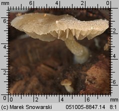 Simocybe haustellaris (ciemnoboczniak gałązkowy)