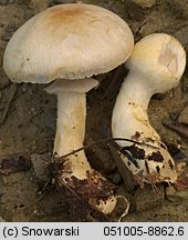 Agaricus niveolutescens (pieczarka migdałowa)