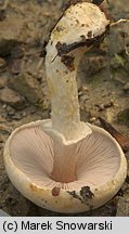 Agaricus niveolutescens (pieczarka migdałowa)