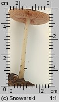 Pluteus luctuosus (drobnołuszczak brązowoostrzowy)