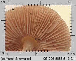 Pluteus luctuosus (drobnołuszczak brązowoostrzowy)