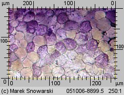 Pluteus luctuosus (drobnołuszczak brązowoostrzowy)