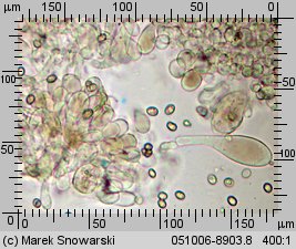 Pluteus luctuosus (drobnołuszczak brązowoostrzowy)