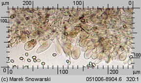 Pluteus luctuosus (drobnołuszczak brązowoostrzowy)