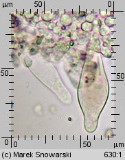 Pluteus luctuosus (drobnołuszczak brązowoostrzowy)