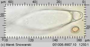 Pluteus luctuosus (drobnołuszczak brązowoostrzowy)