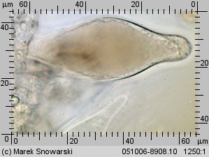 Pluteus luctuosus (drobnołuszczak brązowoostrzowy)