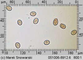 Pluteus luctuosus (drobnołuszczak brązowoostrzowy)