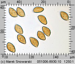 Calonarius callochrous (zasłonak strojny)