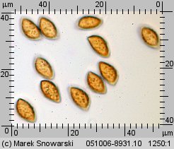 Calonarius callochrous (zasłonak strojny)