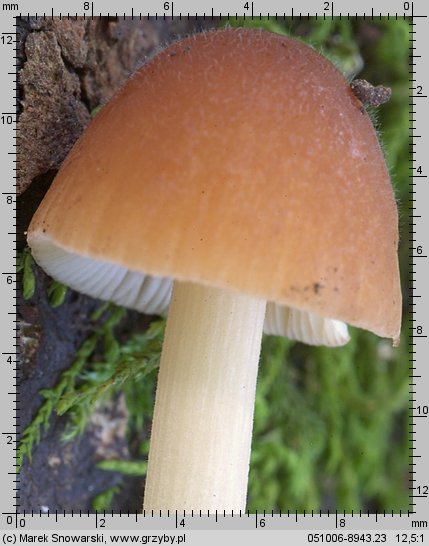 Conocybe mesospora (stożkówka ochrowordzawa)