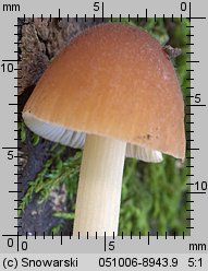 Conocybe mesospora (stożkówka ochrowordzawa)