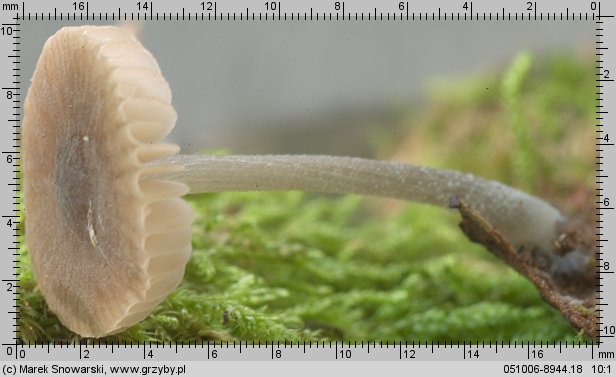 Pluteus insidiosus