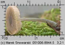 Pluteus insidiosus