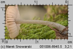 Pluteus insidiosus