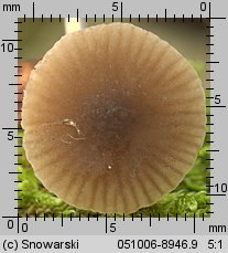 Pluteus insidiosus