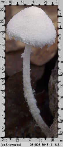 Cystolepiota sistrata