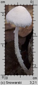 Cystolepiota sistrata