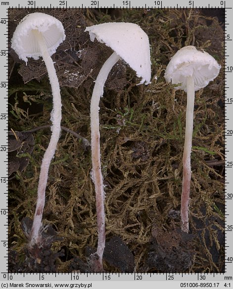 Cystolepiota sistrata