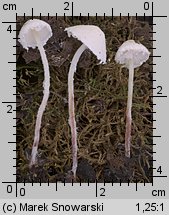 Cystolepiota sistrata