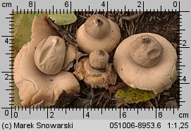 Geastrum fimbriatum (gwiazdosz frędzelkowany)