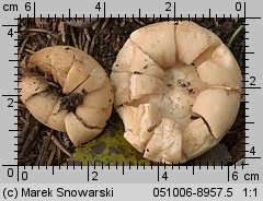 Geastrum fimbriatum (gwiazdosz frędzelkowany)