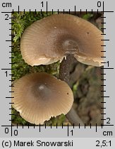 Unidentified-Mycena