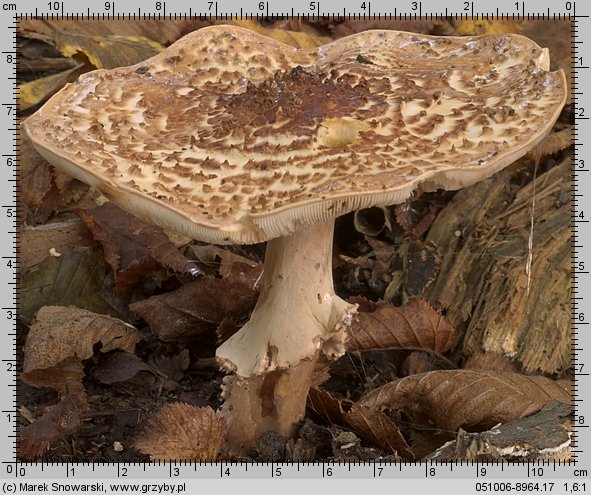 Echinoderma asperum (jeżoskórka ostrołuskowa)