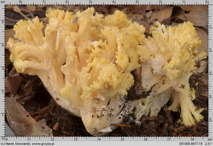 Ramaria largentii