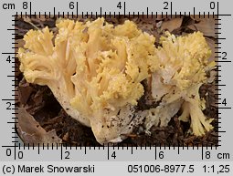 Ramaria largentii