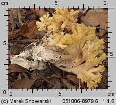 Ramaria largentii