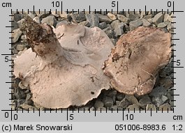 Boletopsis grisea (szaraczek sosnowy)