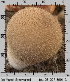 Lycoperdon (purchawka)